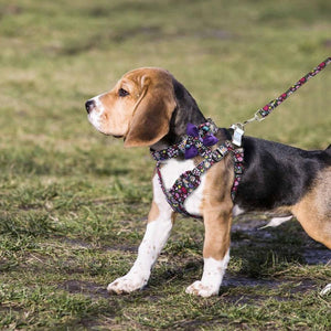 Designed by Beirui, this stylish Boho dog harness set is made with breathable fabric to suit small, medium and large breed dogs.