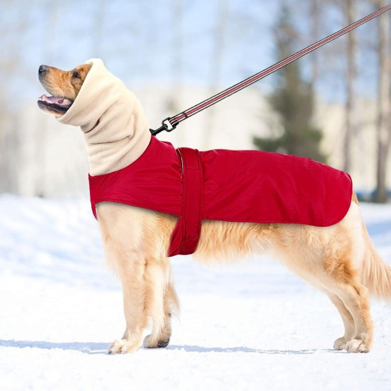 Your Greyhound and large pal will be cozy all autumn/winter long in this Waterproof Fleece Dog Coat, featuring an extended neck and splashproof fabric.
