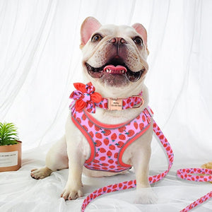 Strawberry Harness sets include free personalization on the collar and suit small, medium and large dog breeds. 