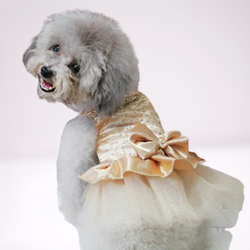 Dog party clothes 2025