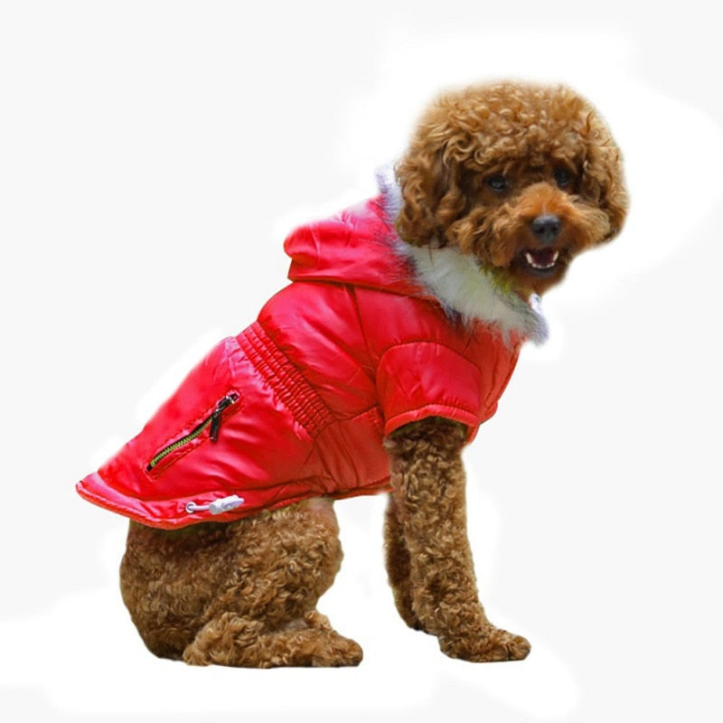 Available in 5 bright colors, this stylish dog parka suits small dogs.
