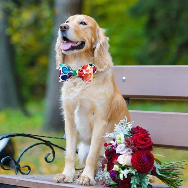 Love is in the air with this Rainbow Hearts Bow Tie Dog Collar by Unique Style Paws.